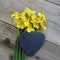 Daffodils with slate heart