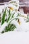 Daffodils in snow