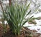 Daffodils in the Snow