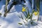 Daffodils in the snow