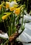 Daffodils in the snow