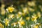 Daffodils in spring with short depth of field