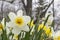 Daffodils in the spring time