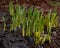 Daffodils sprouting after long winter