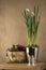 Daffodils in Steel Bucket by a Plant in Wicker Basket