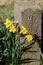 Daffodils and stone post on roadside verge