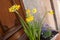 Daffodils in the street in a typical alsatian village