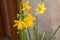 Daffodils in the street in a typical alsatian village