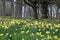 Daffodils in surrey hills and gardens