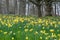 Daffodils in surrey hills and gardens