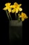 Daffodils in tall vase