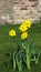 The daffodils with their golden trumpets herald a new spring in parks and gardens in Burnley Lancashire in northern England