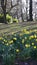 The daffodils with their golden trumpets herald a new spring in parks and gardens in Burnley Lancashire in northern England