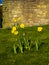 The daffodils with their golden trumpets herald a new spring in parks and gardens in Burnley Lancashire in northern England
