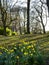 The daffodils with their golden trumpets herald a new spring in parks and gardens in Burnley Lancashire in northern England