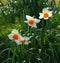 Daffodils, three, white petals, orange trumpets.