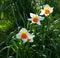 Daffodils, three, white petals, orange trumpets.