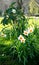 Daffodils, three, white petals, orange trumpets.