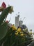 Daffodils and tulips - and construction