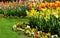 Daffodils, tulips, pansy in different colors. Colorful spring flower bed.