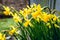 Daffodils under the rain in early spring in backyard 3