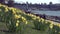 Daffodils in Vancouver, British Columbia 4K UHD