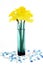 Daffodils in vase on white