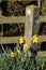 Daffodils, waymarker sign Lancashire Coastal way