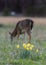 Daffodils Welcome Spring As Deer Grazes in Background