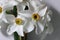 Daffodils with white petals and yellow crown