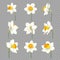 Daffodils white with yellow centers separate flowers