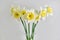 Daffodils. White and yellow narcissus bouquet. Countryside nature