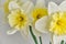 Daffodils. White and yellow narcissus bouquet. Countryside nature