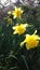 Daffodils, the wild life in my garden, yellow flowers