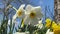 Daffodils in the wind - flowers dancing in close up on windy day, blue sky behind