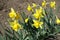 Daffodils with yellow flowers in the garden in April