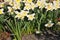 Daffodisl fowers nd flowers plamnts in Kastrup Denmark