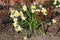 Daffodisl fowers nd flowers plamnts in Kastrup Denmark