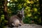 Dagestan ibex portrait in nature