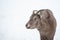 Dagestan tour female portrait of a hoofed animal