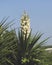 Dagger yucca in full bloom