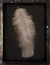 Dagguereotype Still-Life \'white feather