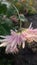 Dahalia pinnata  cav 3 color flower