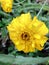 Dahaspethiya, yellow flower in srilanka real image