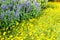 Dahlberg Daisy and Blue Salvia