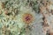 Dahlia anemone on sand