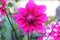 Dahlia Arnhem flowers.Pink pompom dahlia flower. pinkChrysanthemum Flower. Gillyflower. Pompon Dahlia.Beautiful decorative pink Ch