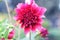 Dahlia Arnhem flowers.Pink pompom dahlia flower. pinkChrysanthemum Flower. Gillyflower. Pompon Dahlia.Beautiful decorative pink Ch