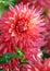 Dahlia, asteraceae variety of orange pennant chrysanthemum