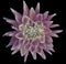 Dahlia aubergine-white flower, black background isolated with clipping path. Closeup. with no shadows. Great, Spotted, spiky f